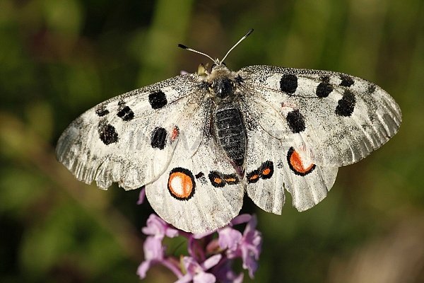 Parnassius bannyngtoni