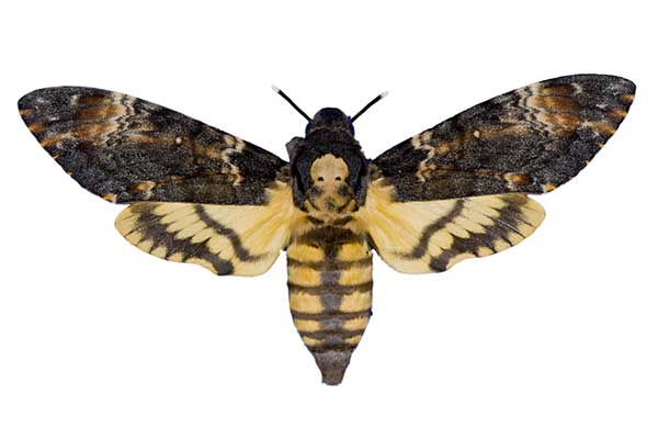 Acherontia atropos